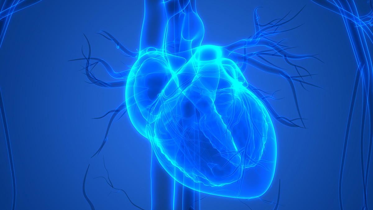 Human Heart Anatomy