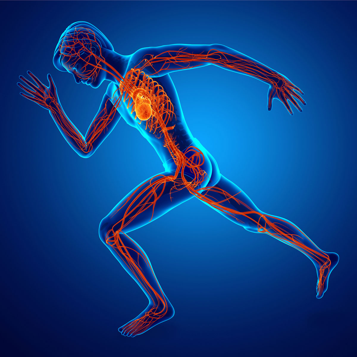Vascular System