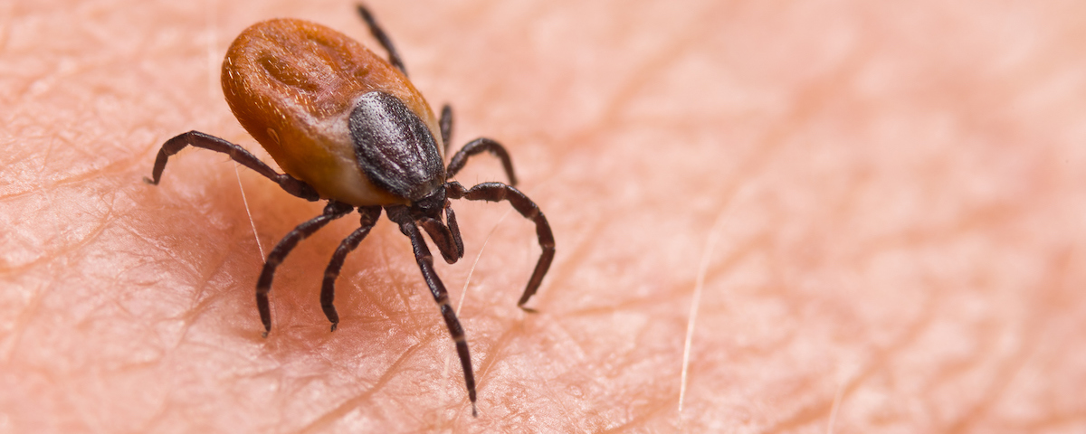 Deer Tick