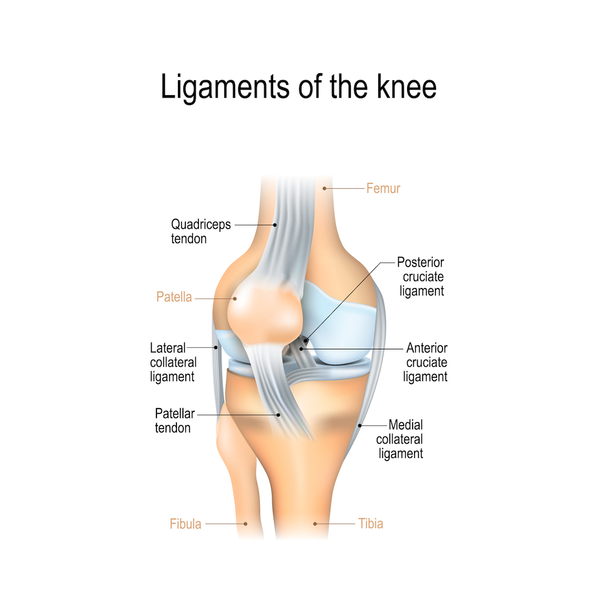 Ligaments of the knee