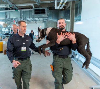 K9 Training CESI