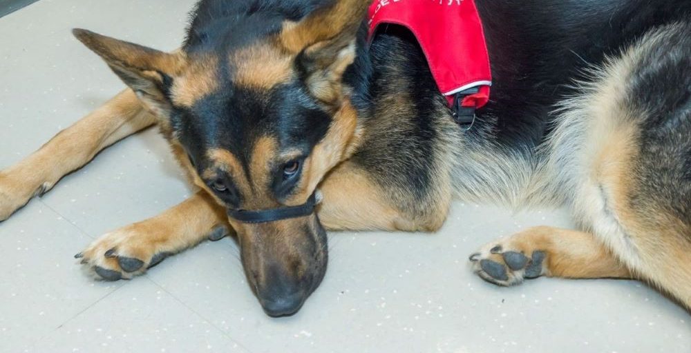 CESI K9 Training
