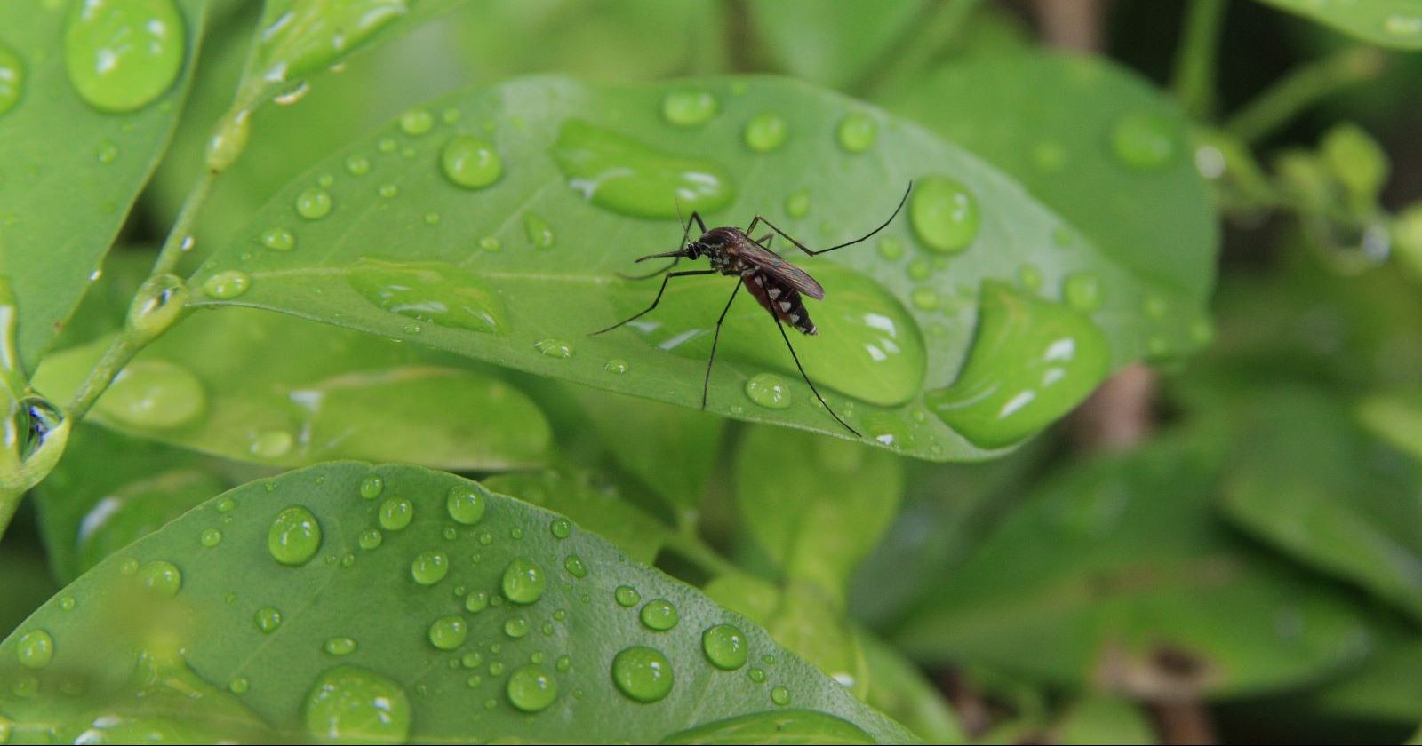Mosquitoes