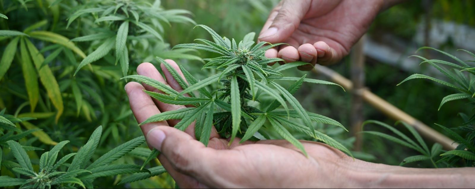 Starting Tuesday, Jan. 10, legal marijuana dispensaries will open to adults over the age of 21 in Connecticut.