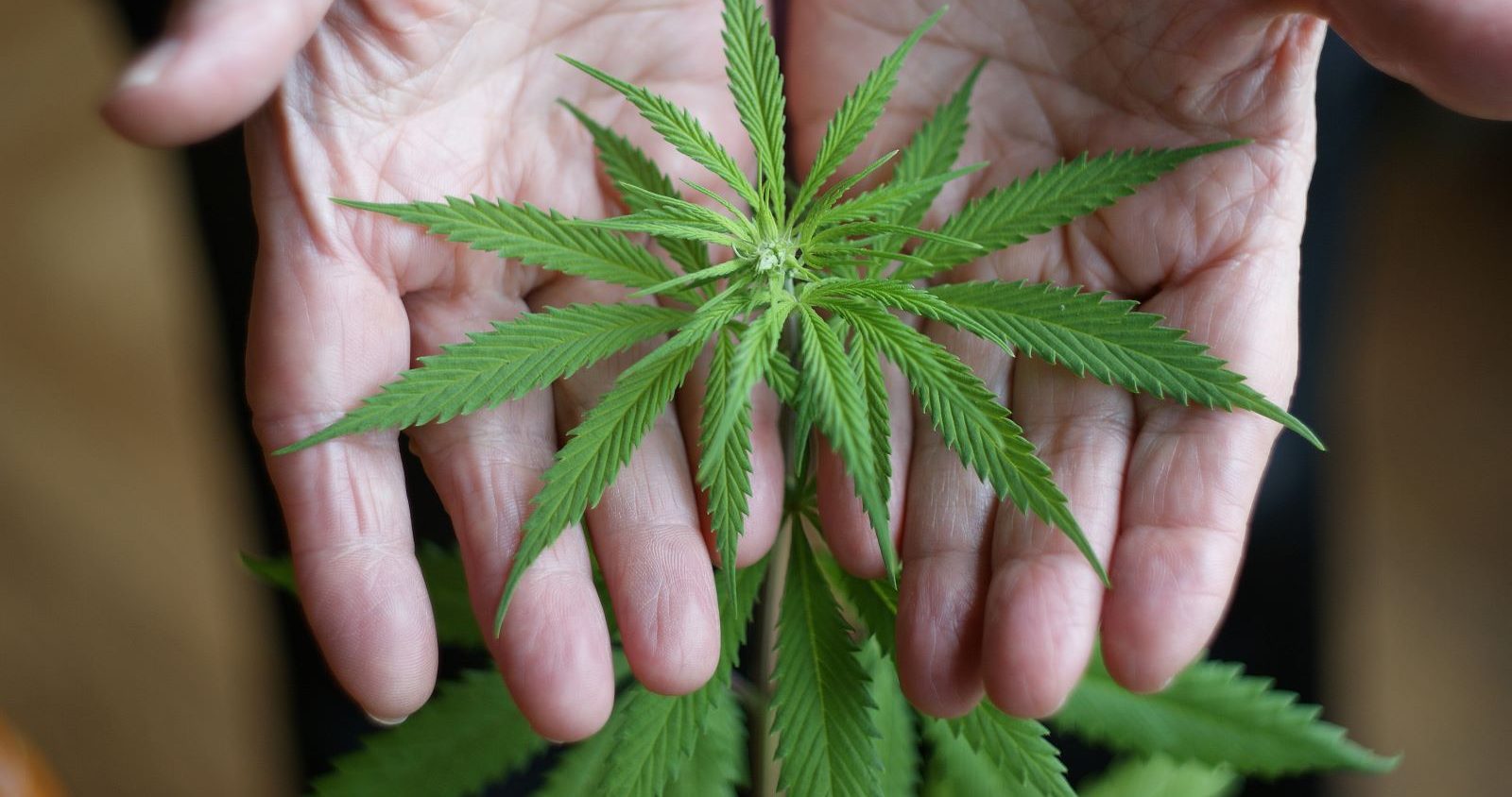 Baby boomers - the generation that started recreational pot use - are now seniors using medical marijuana to treat a variety of ailments.