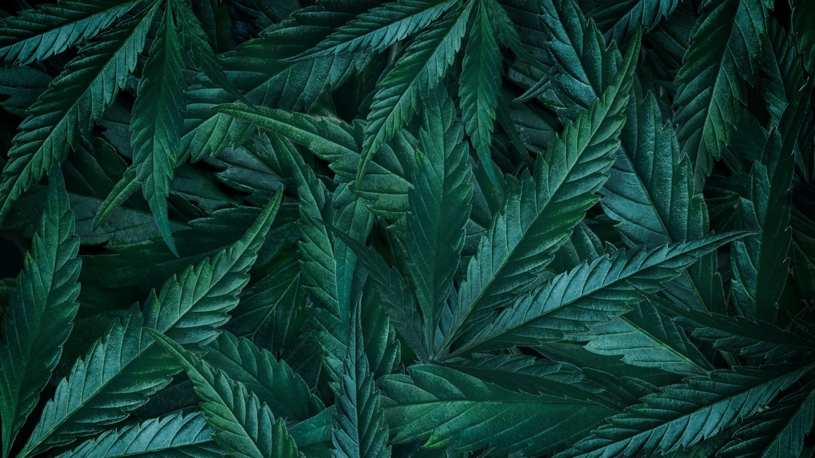 For some, it's become a treatment for everything from nausea to anxiety. But are you putting your heart at risk when you use marijuana?