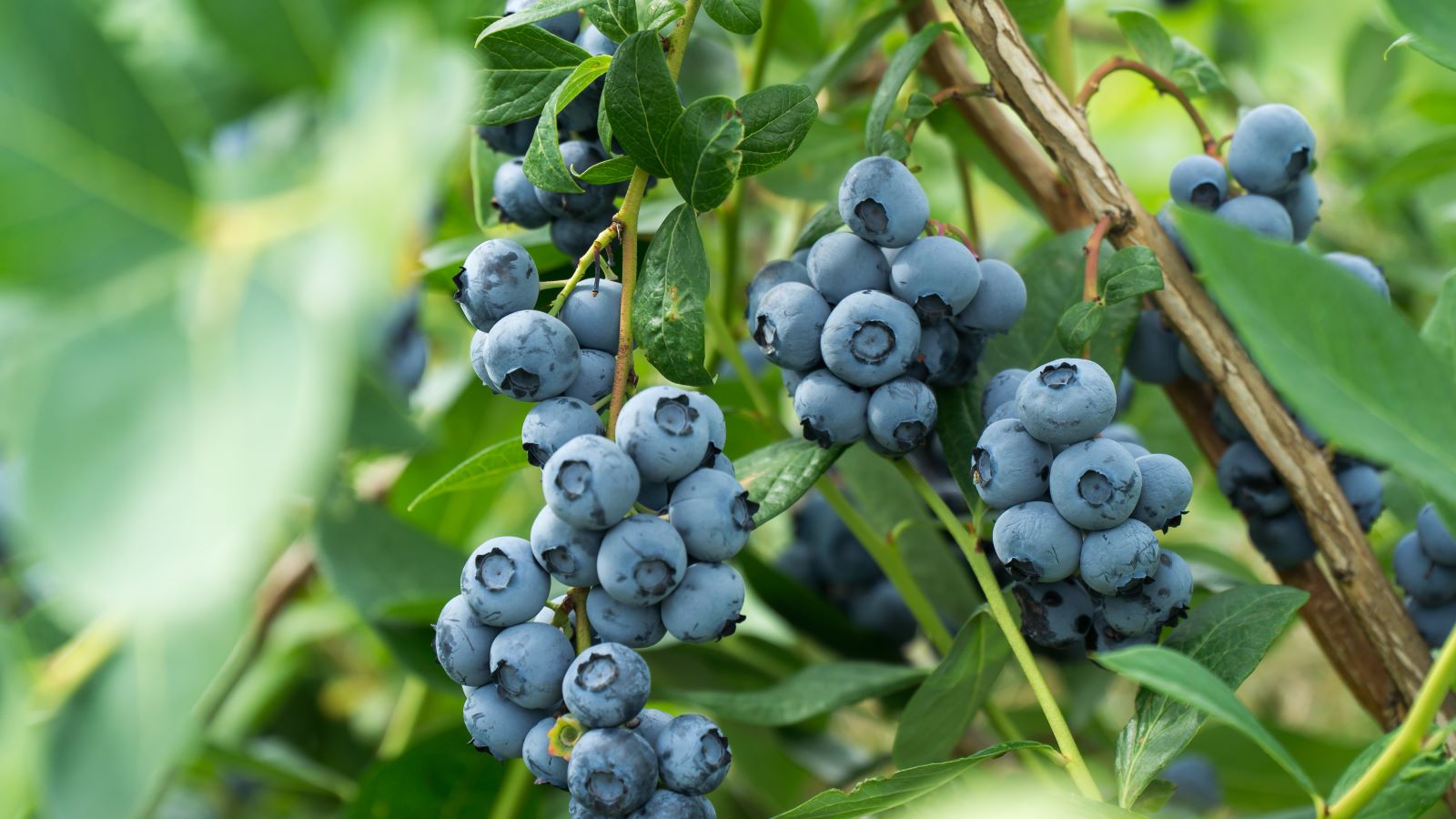 Love adding blueberries to your yogurt or pancakes? Good news: they're in season and bursting with flavor — and health benefits.