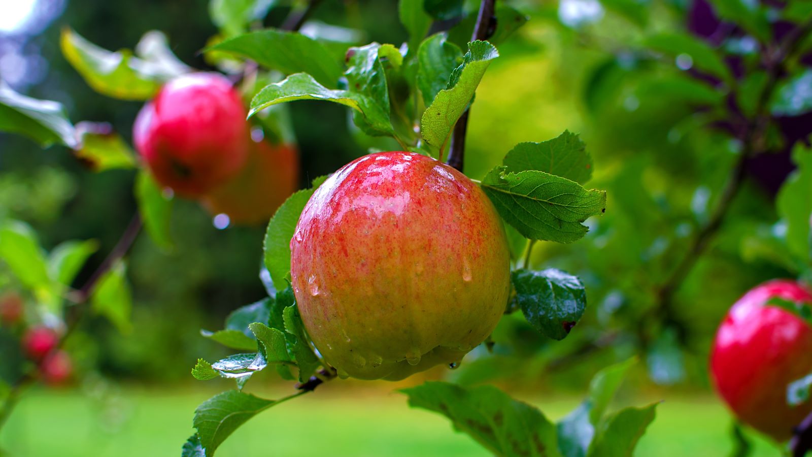 An apple a day doesn't just keep the doctor away — it may be your secret weapon for better health. Here are 5 reasons to eat more apples.