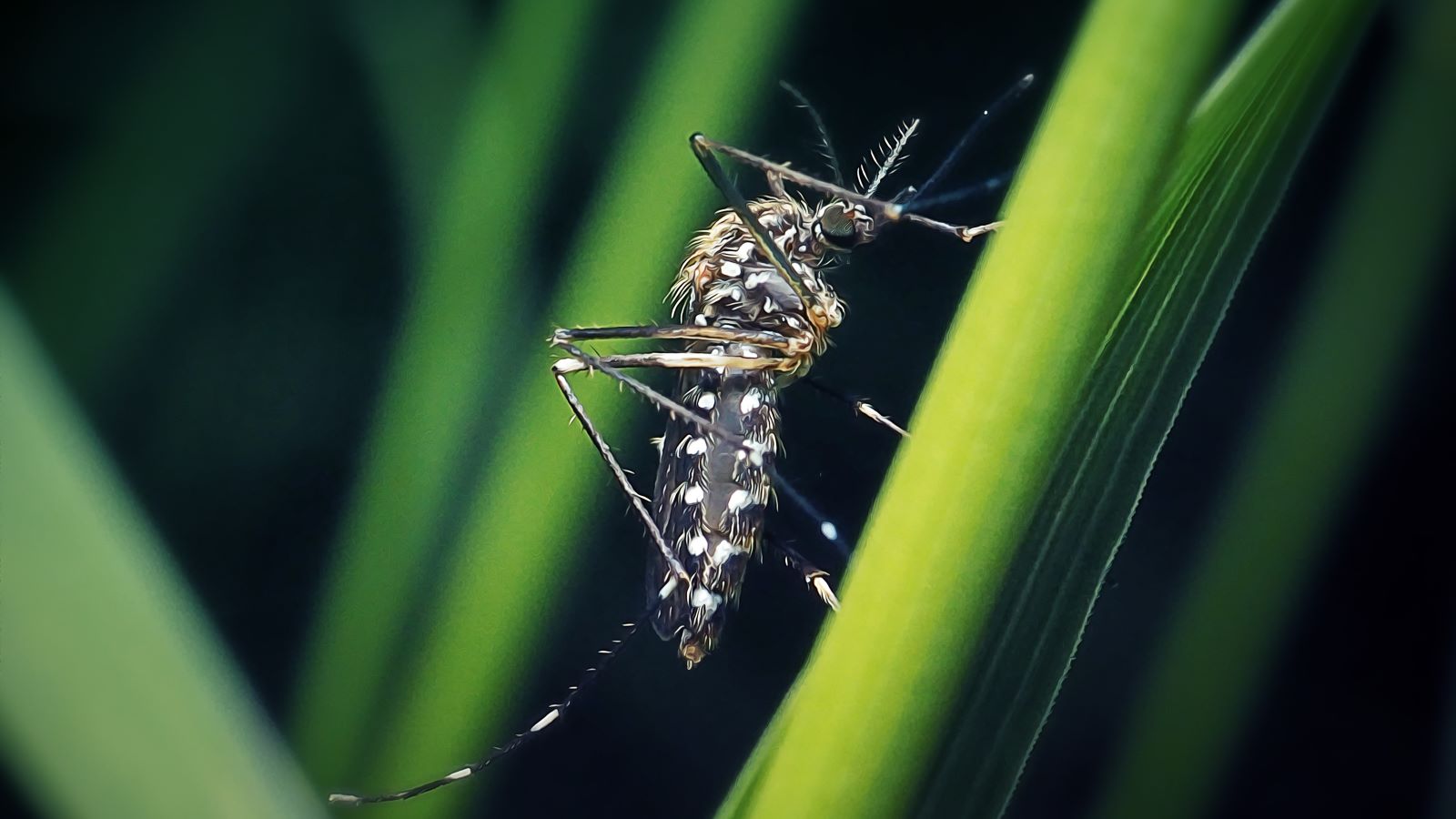 how to relieve mosquito bites
