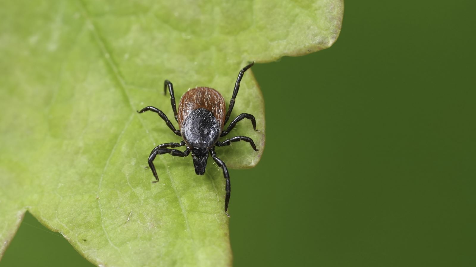An expert shares the early Lyme disease symptoms to watch for this summer, plus prevention tips to help you enjoy the outdoors without worry.