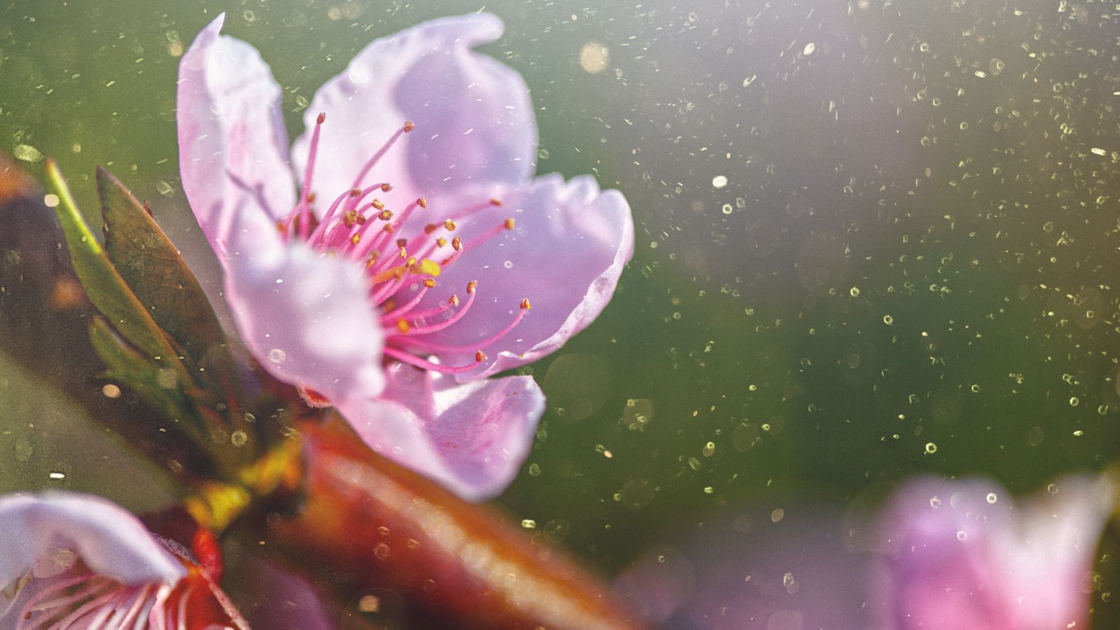 pollen allergy